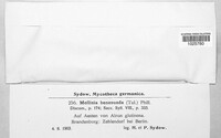 Pyrenopeziza benesuada image